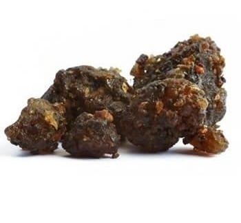 Guggul Gum Commiphora Mukul